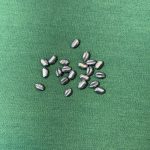 سرب گندمی یا چاکدار 0/6 گرم 20 عددی