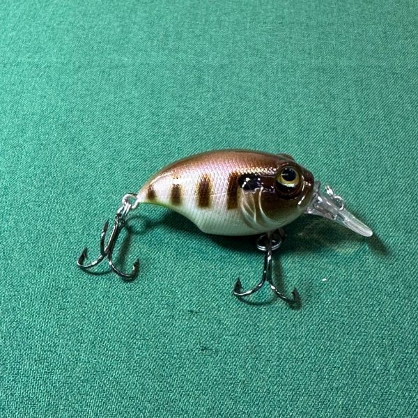 لوری استخوانی اردکی تپلی خال قهوه ای